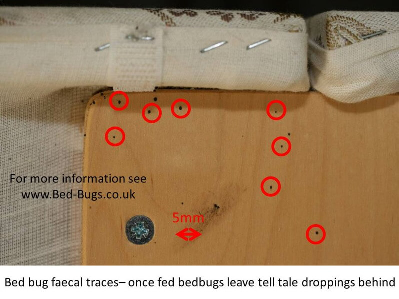 Signs Of Bed Bugs How To Know If You Have Bed Bugs 2866