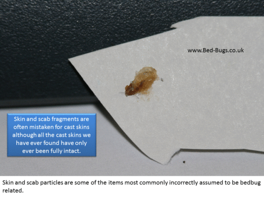 Signs of Bed Bugs | How to know if you have bed bugs.