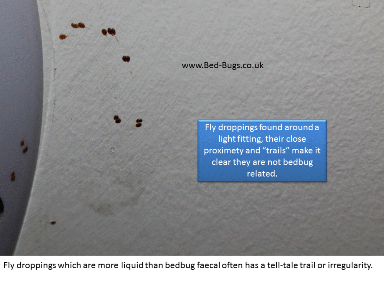 Signs Of Bed Bugs | How To Know If You Have Bed Bugs.