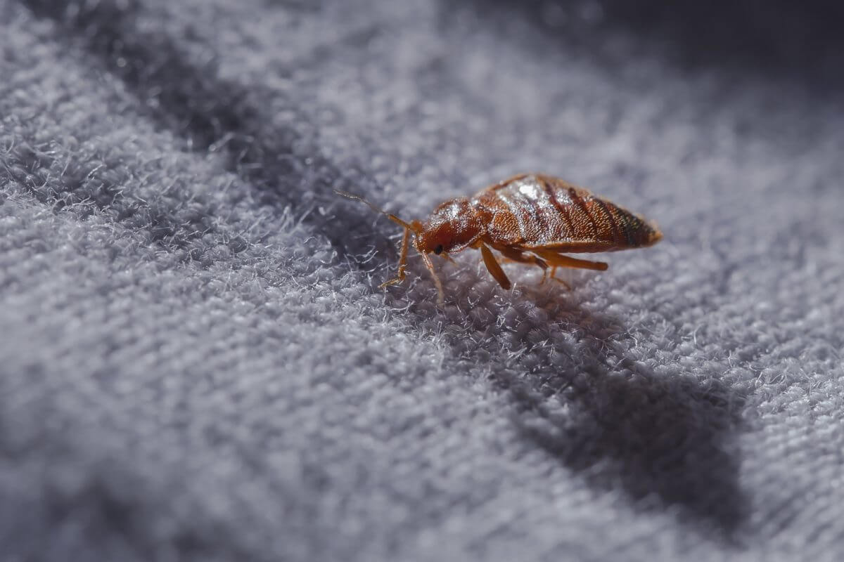 close up image of a bed bug