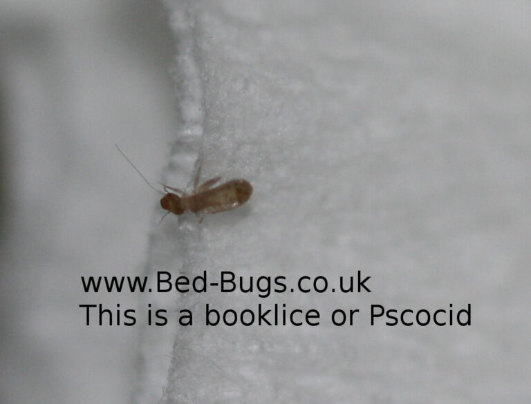 Pscocids or Booklice - Bed Bugs Limited London