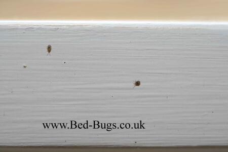 Bird Mites Bed Bugs Limited London