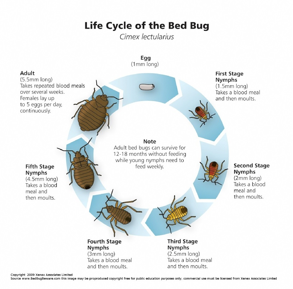 Bed Bug Lifecycle - Bed Bugs Limited