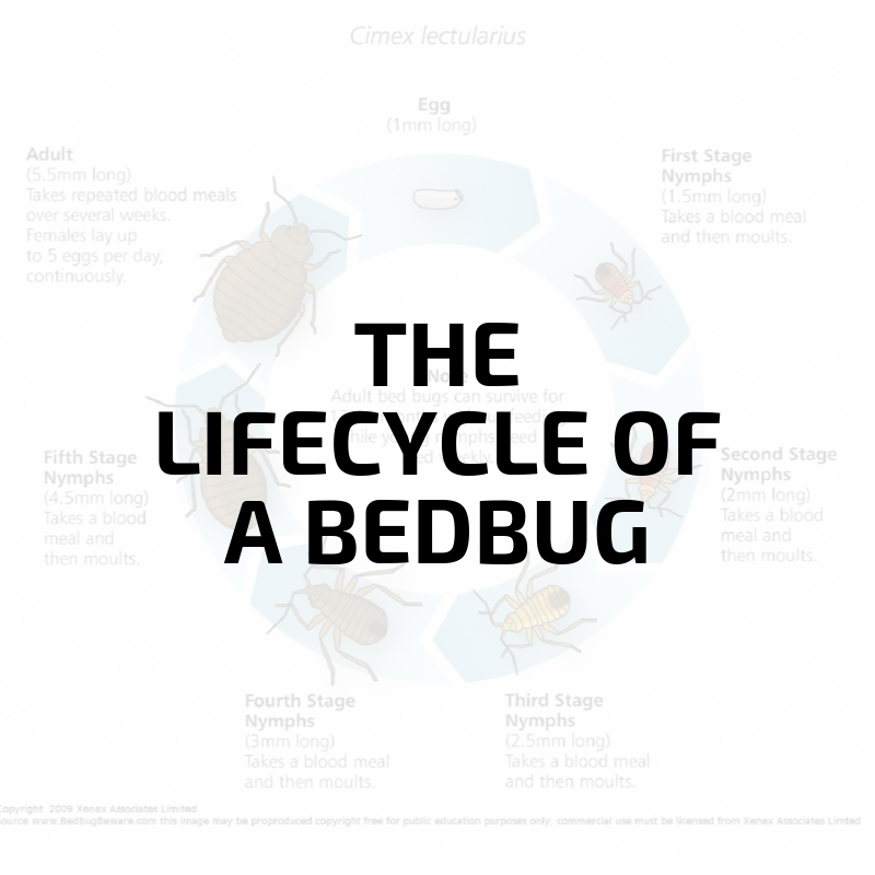 information of the life cycle of bed bugs
